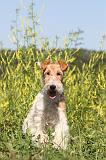 FOX TERRIER 019